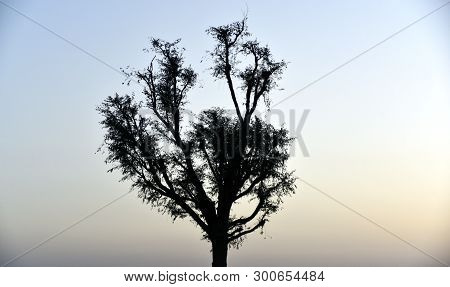 Silhouette Tree On The Sunset At Al Qudra Love Lake, Dubai, United Arab Emirates