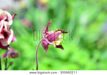 Beautiful Pink Flower Catchment On A Green Background