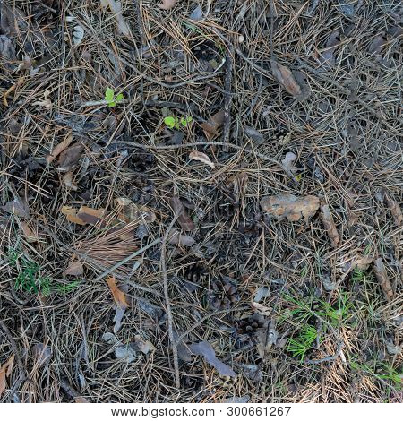 Background Made Of Needles And Cones With Copy Space