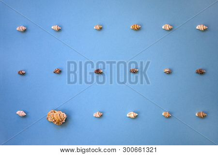 Background Made Of Tiny Identical Seashells With Different One. Concept Of Being Different