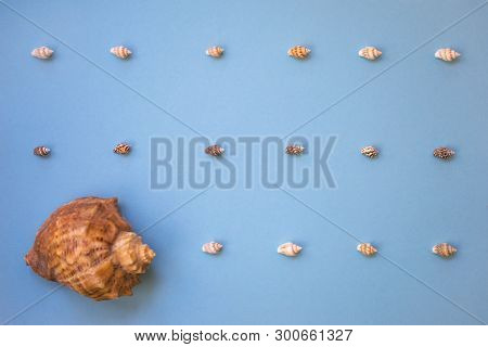 Background Made Of Tiny Identical Seashells With Different One. Concept Of Being Different