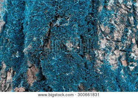 Background Made Of Bark Of Wood, Copy Space