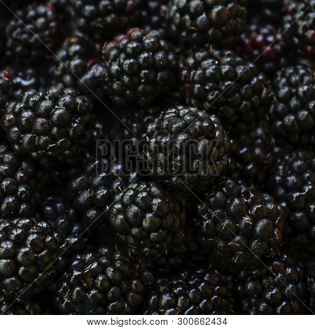 Background Made Of Fresh Dark Blackberries, Copy Space
