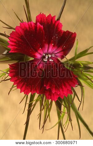 Blooming Colored Flower Buds. Close Up, Macro. With Neutral Background.