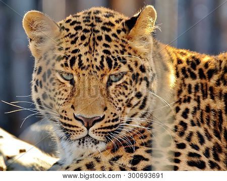 Far Eastern Leopard, Or Amur Leopard (lat. Panthera Pardus Orientalis). Closeup, Portrait. Currently