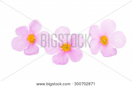 Bacopa Pink  Flowers Isolated On White Background