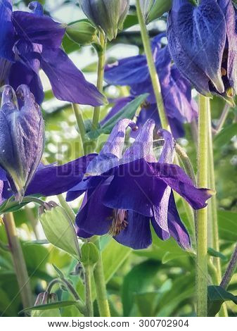 Aquilegia Is Also Called Orlik Or Catchment. It Belongs To The Genus Of Perennial Herbaceous Plants 