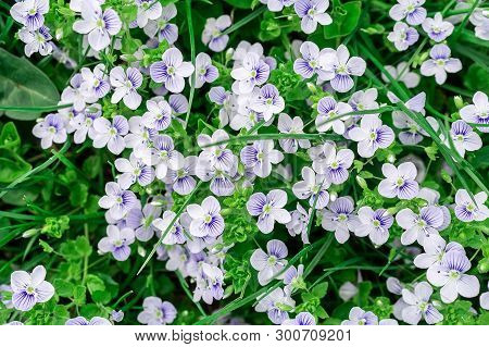 Background Of Blue Veronica Flowers