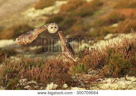 Flying Eurasian Tawny Owl, Strix Aluco. Action Wildlife Scene From The European Owl In Fly