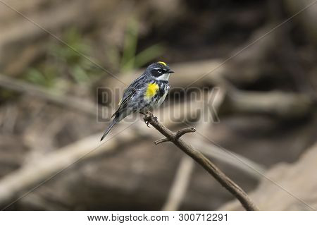 Yellow-rumped Warbler (setophaga Coronata) Perched On A Branch