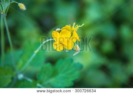 Nipplewort (chelidonium Majus) Plant In Close Up