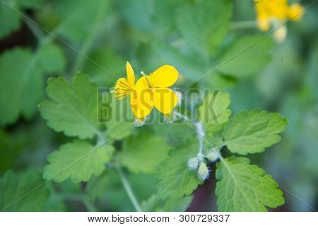 Nipplewort (chelidonium Majus) Plant In Close Up