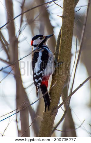 Photo Of Little Black White Red Woodpecker In The Winter Forest