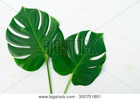 Tropical Green Fresh Mostera Leaves On Wooden Background