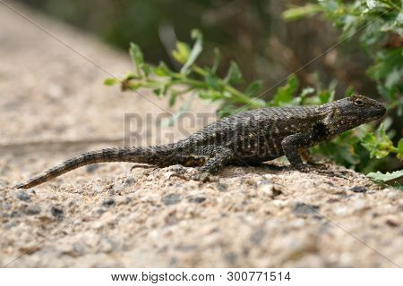 Western fence lizard. Scientific Name 