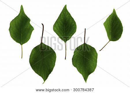 Green Apricot Leaves Isolated On White Background, Set