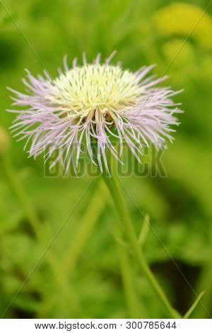 Close-up Picture Of A Basketflower Taken At Blooming Season In Tx ,usa