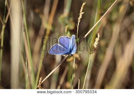 Nature Background Butterfly. Butterfly Insect In Nature. Nature Insect Butterfly On A Flower Plant. 