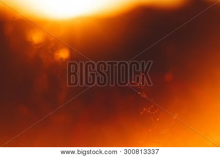 Abstract Sunset Background In Red And Yellow Warm Sunlight. Defocused Silhouettes Of Plants On The F
