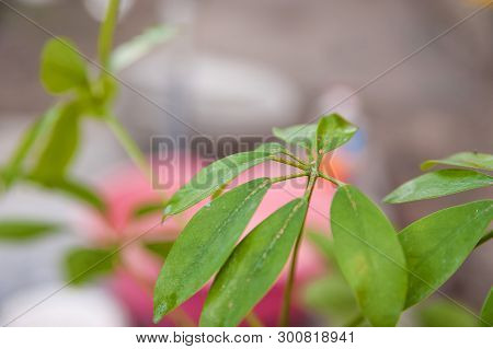 Schefflera Leaves With Shield. Plant Parasitized Close Up And Copy Space.