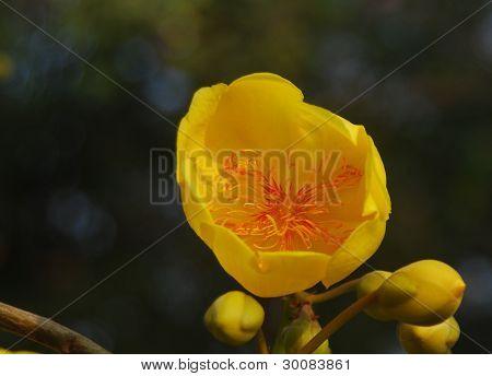 Yellow Cotton