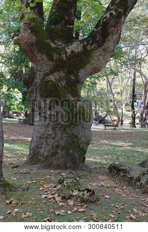Agios Nikolaos Park Naousa Greece Europe