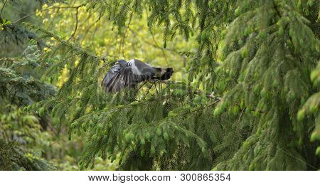 Wood Pigeon (columba Polumbus) In Flight Somwhere In Poland..