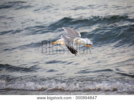 Seagull With White And Gray Feathers Flies With Spread Wings Over The Stormy Sea