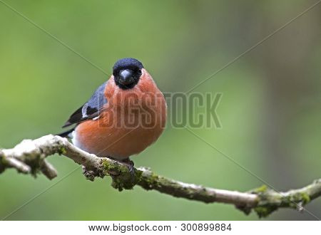 A male bullfinch bird perched in local woodlands