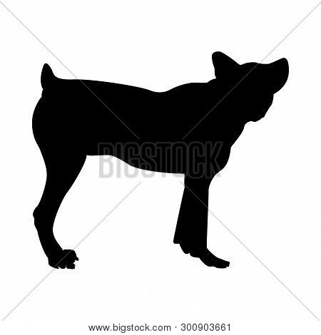 Sheep Dog Silhouette. Smooth And Clllear. Vector Illustration.