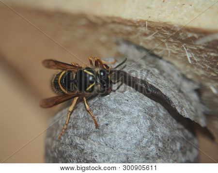 The Wasp Builds A Spherical Nest. Dangerous Insect.