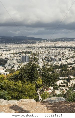 Kermes Oak Evergreen On A Mountain In The Background Of Athens In The Summer