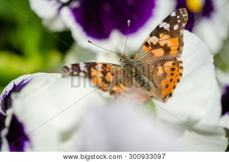 Butterfly Vanessa Cardui On Violet Flowers.  Vanessa Cardui
