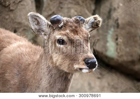 Close-up portrait of sika deer (Cervus nippon), Nara, Japan