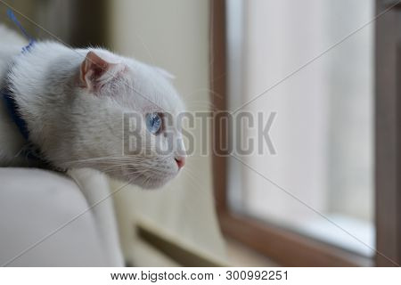 Cute white cat watch pigeons from the couch 