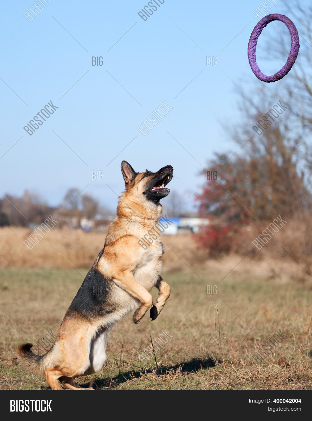 Why Does My German Shepherd Jump On Me