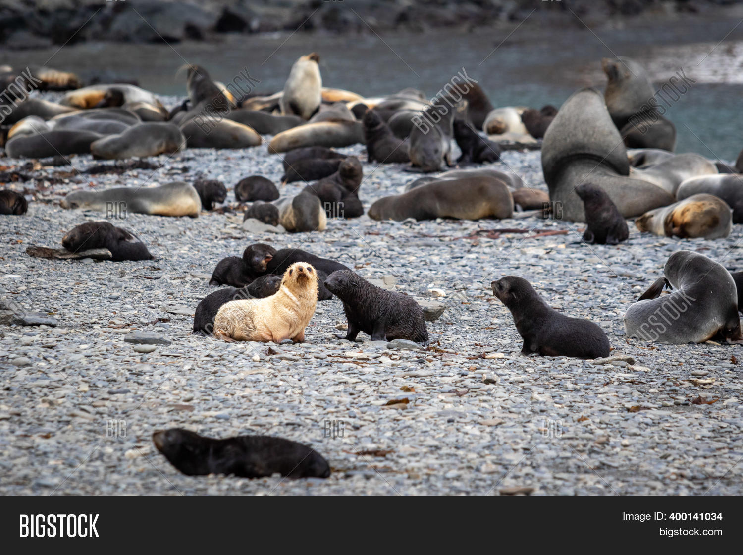 Young Albino Fur Seal Image & Photo (Free Trial) | Bigstock