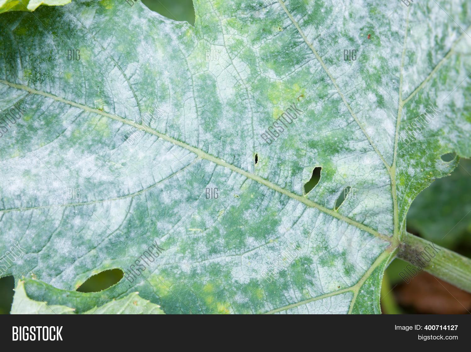 Detail Powdery Mildew Image & Photo (Free Trial) Bigstock