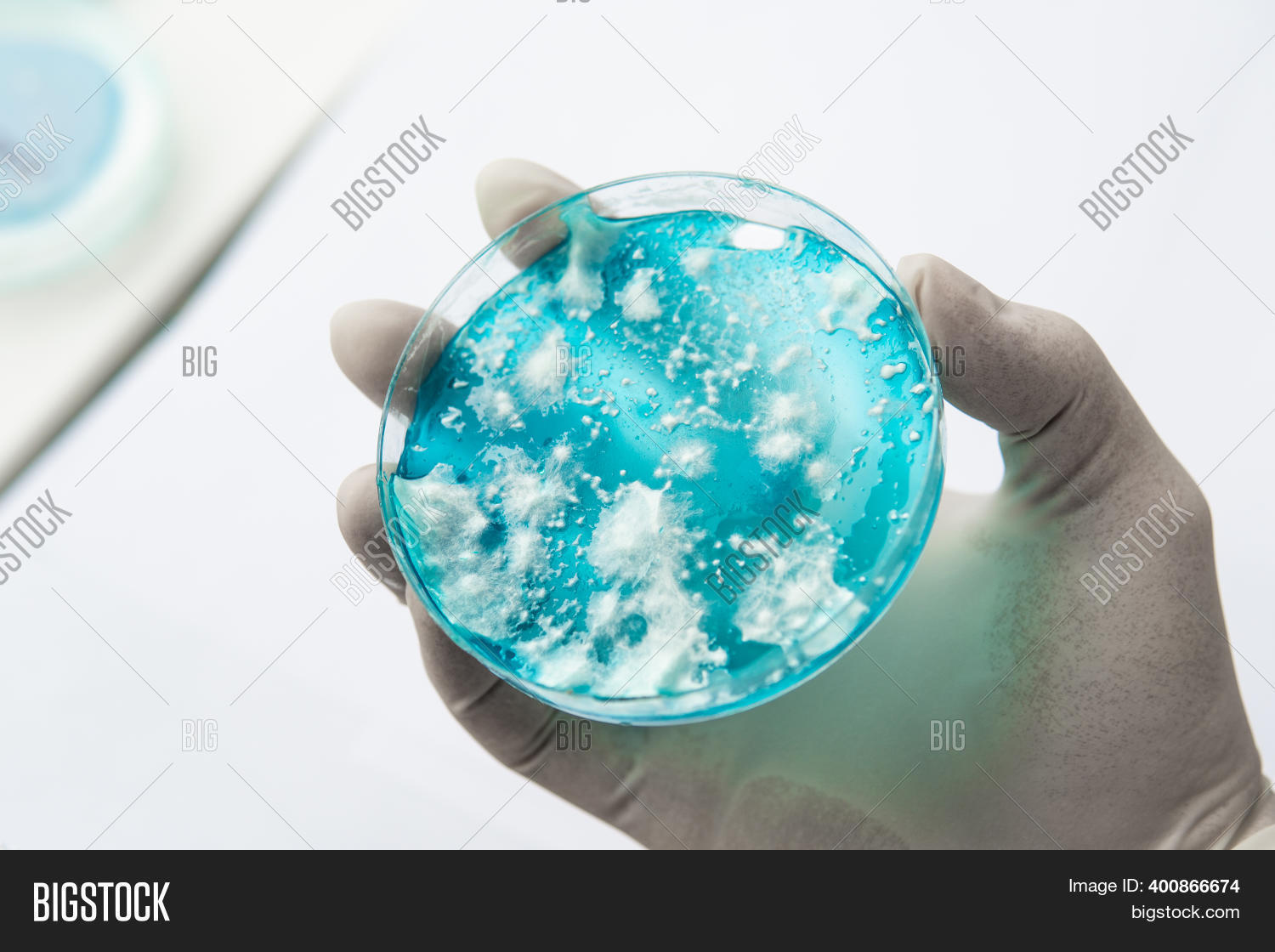 Fungal Mycelium Petri Image & Photo (Free Trial) Bigstock