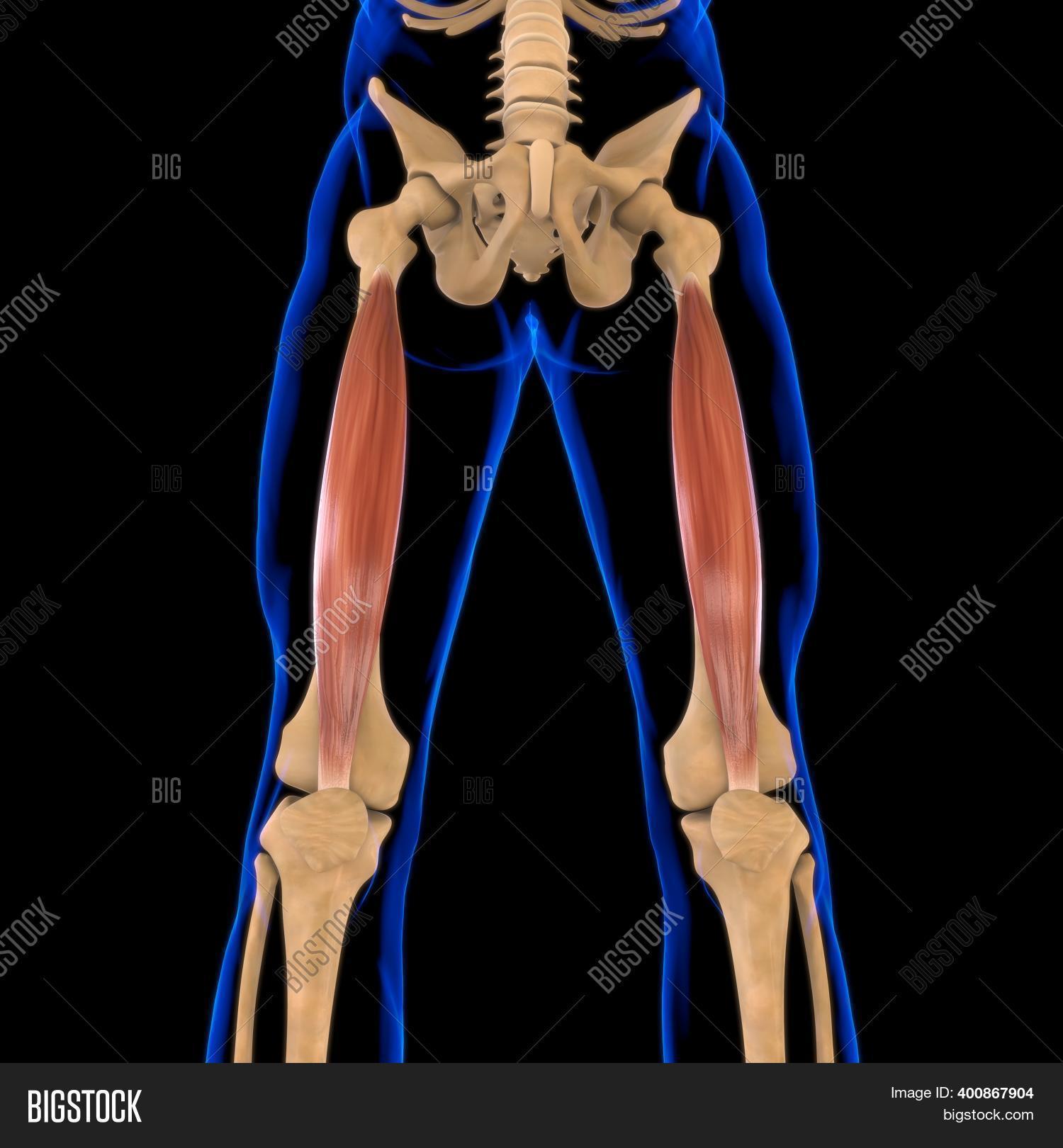 Is Your Vastus Intermedius Weak?  Here'S How To Find Out - ojyi28i