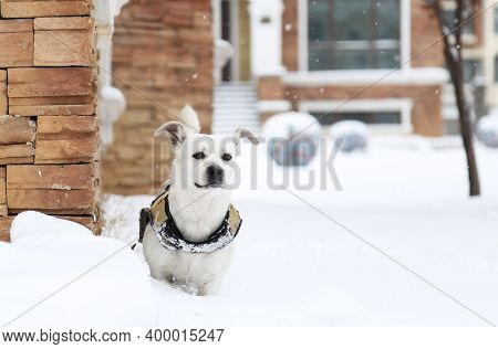 Dog On Street. Beautiful Dog On Street. Close Up Of Street Dog. Cute Little Dog Portrait. City Dog L