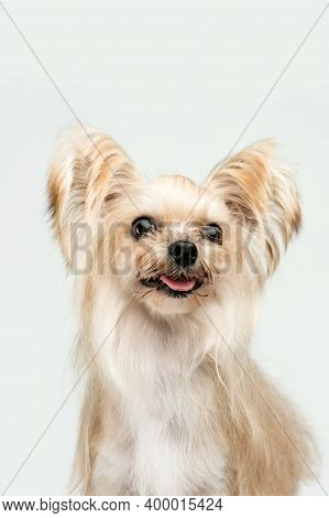 Dog On Street. Beautiful Dog On Street. Close Up Of Street Dog. Cute Little Dog Portrait. City Dog L
