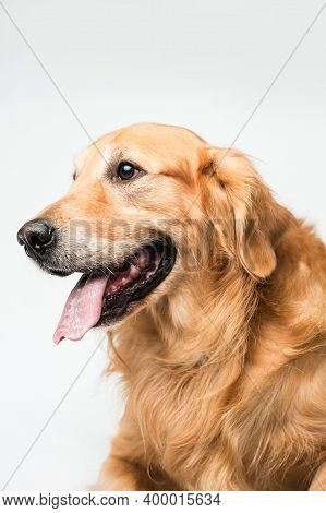 Dog On Street. Beautiful Dog On Street. Close Up Of Street Dog. Cute Little Dog Portrait. City Dog L