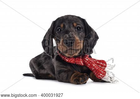 Super Cute Black Tiger Dachshund Aka Teckel Dog Puppy, Wearing Red With White Scarf Around Neck.layi