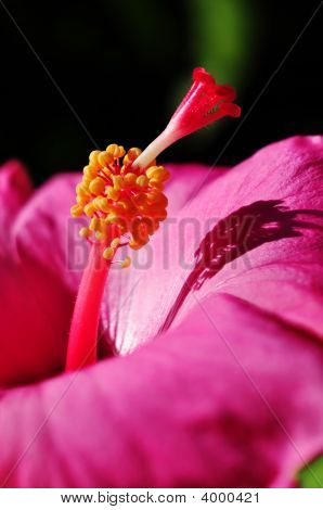 Hibiscus Rosa-Sinensis