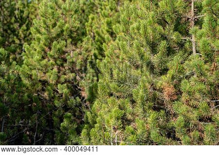 Grove Of Lodgepole Pine Trees In Yellowstone National Park