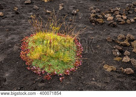 Colourful Wild Summer Flowers Growing On Etna Volcano Lava, Sicily