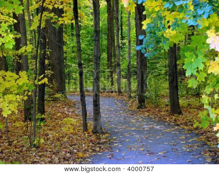 Trail i skogen