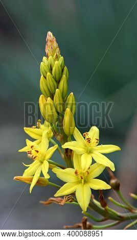 Australian Native Yellow Star Shaped Flowers Of The Bulbine Lily, Bulbine Glauca, Family Asphodelace