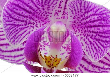 Purpurowa orchidea